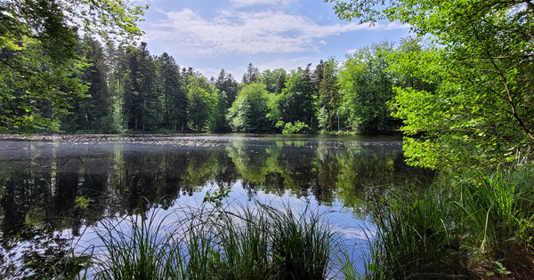 Waldführungen und Waldseminare