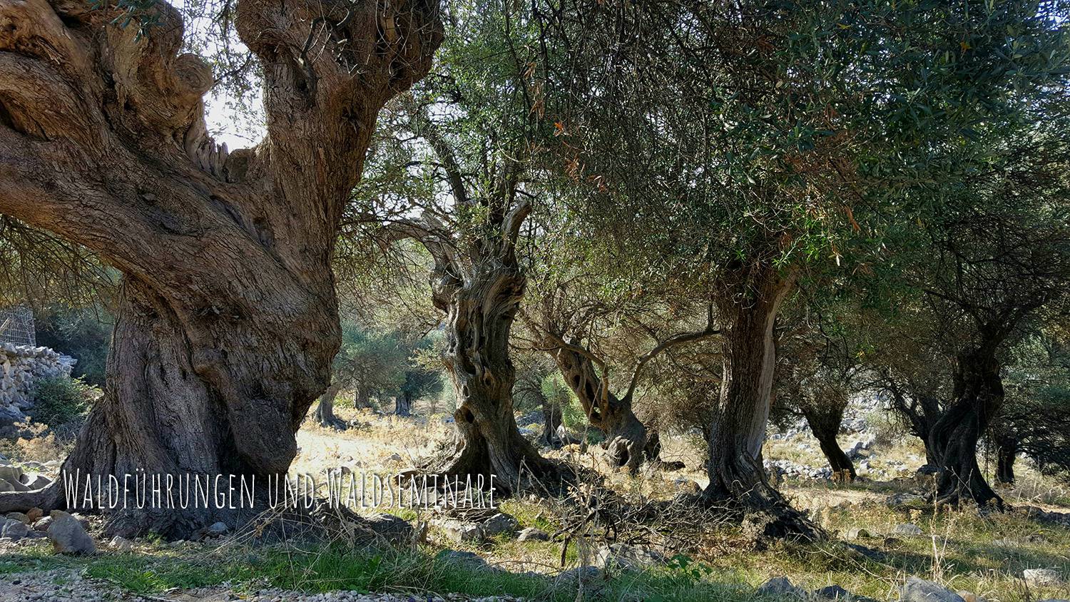 Waldführungen und Waldseminare